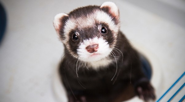 Optimizacija efikasnosti kotlova: Korišćenje FERRET sistema