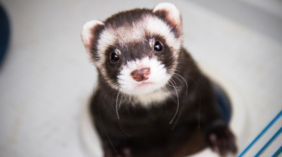 Optimizacija efikasnosti kotlova: Korišćenje FERRET sistema